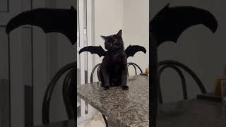 BATMAN VIROU UM GATO 🦇