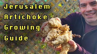 A complete Growing guide for Jerusalem Artichokes Sunchokes In Just 6 Mins