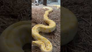 BURMESE PYTHON (ALBINO) #python #animals #travel #shorts