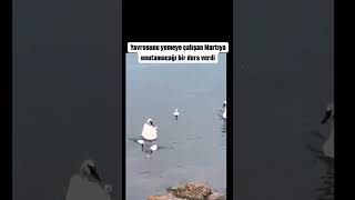 A swan is trying to protect its babies from a seagull's sudden attack.