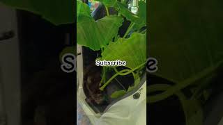 Part 3 #youtubeshorts #gardeningvideos #indoorgardening #kerala