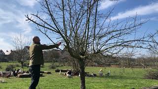 Obstbaumschnitt nach 4 Jahren