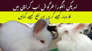 English angora rabbit l Angora rabbit l lalokhet birds market l Beauitful rabbits