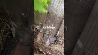 Chim non - baby birds #birds #passantinofamily