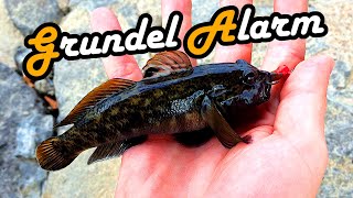 Fishing - Grundel Alarm am Neckar - Angeln