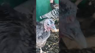 Pet turkeys #subscribe #youtube #viral #shorts #cute #funny #youtubeshorts #turkeybird #turkey