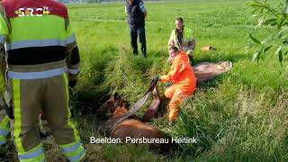 Drachtige merrie vast in sloot in Ophemert