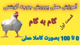 پرورش مرغ گوشتی در خانه صفر تا صد  قسمت اول