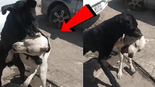 Mira como este Gran Dogo Argentino es Humillado por este Labrador