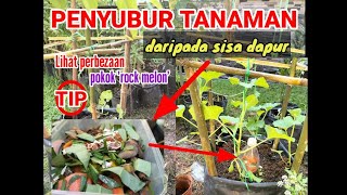 TIP PENYUBUR TANAMAN DARIPADA SISA DAPUR | Pokok rock melon