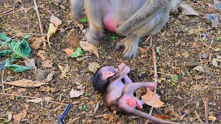 Pitiful Baby Even Falls, But Still Runs Toward, Baby Extremely Needs Mother