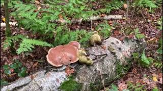 Birkenporling - Fomitopsis betulina