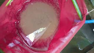 hatching jar make at home only rs- 💯 . হাচিং jar তৈরি করুন ঘরে 100টাকা খরচ এর বিনিময়ে