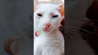 Cantiknya Kucing mata belang,  bermata ganjil, heterochmia Odd Eye