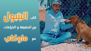 الكلب الشيطان البتبول بين الحقيقة و الخرافات مع ماوكلي - 49#V