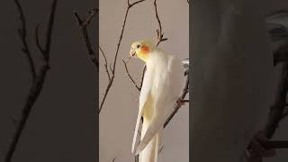 Rico and Coco My handtame babies are pairing up 😍 #cockatielqueen #cockatiel #birds #parrot #pets