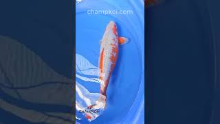 2024FALL-168 3yr 22" Exquisite Ginrin Asagi by OZUMI Koi Farm