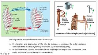 physics of respiratory system part 2