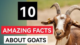 10 Amazing Facts About Goats You Never Heard