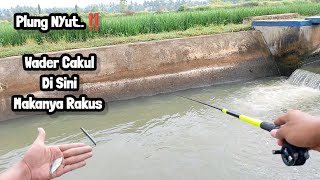 Mancing wader cakul umpan roti klik VS rasbora jasuke