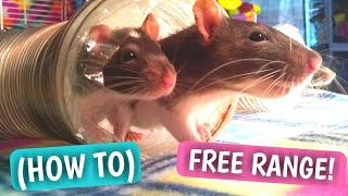 How To Free Range Your Pet Rat!