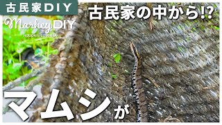 【古民家DIY】マムシが出た！！古民家から！？はじめてマムシ見ました！ #30