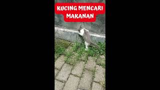 KUCING MENCARI MAKANAN #Shorts