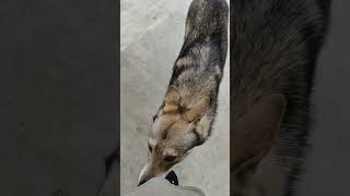 wolf dog are so shy!!