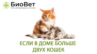 Если в доме больше двух кошек