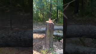 Tree work lol 😝 #awesome #treelife #trees #funny #treeclimber