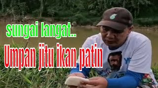 Umpan jitu ikan patin dan lubuk  ikan patin di sungai langat