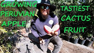 Tasty Cactus Fruit | Peruvian Apple Cactus