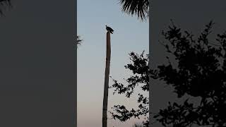 12-7-22 Osprey with a fish