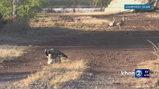 Two nēnē killed by cars on Maui, precautions in place for nesting season