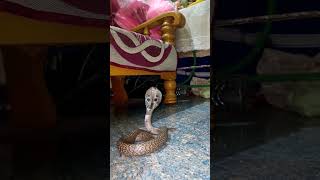 cobra rescue #yearofyou #viral #shorts #trending #snakebite #koraput #snakerescue #1millionviews