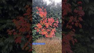 Young Acer 'October Glory' brightens the spot with its gorgeous autumn colours