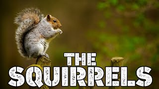 THE SQUIRRELS LIFESTYLE FAMILY FACTS ABILITY FOOD BEHAVIOR SCIENTIFIC CLASSIFICATION