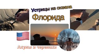 Флорида🇺🇸едим устрицы прямо из океана, дикие пляжи🤍#жизньвсша #влогсша #америка