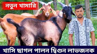 খাসি ছাগল পালন দ্বিগুণ লাভজনক। নতুন খামারির সন্ধানে।