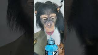 chimpanzee having energy drink ...he wants to do stunts 😆🤣🐒 #funny #animals #shorts