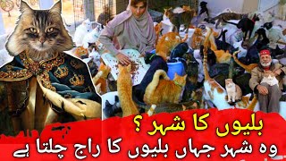 The City of cats | Why so many cats? | وہ شہر جہاں بلیوں کا راج چلتا ہے