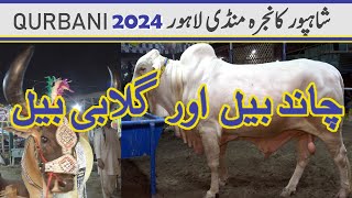 Chand or Gulabi ki Dhoom | Sastay Maal |  Shahpur kanjra  Lahore mandi | Qurbani 2024