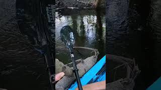 BIG CRAPPIE ON TOPWATER??!! #panfish #crappie #fishing #topwater #kayakfishing #riverfishing