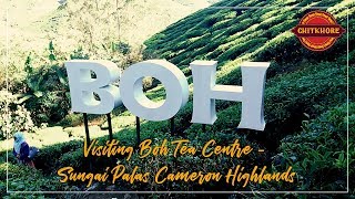 Visiting Boh Tea Centre - Sungai Palas Cameron Highlands