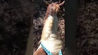 Riding Horses￼