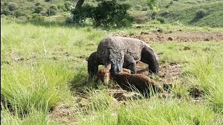 Komodo dragons eat goats