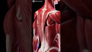 Anatomy of back muscles 🔥| #3d #neet #mbbs #anatomy | #shorts