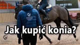 Kupno konia- Jak wybrać i kupić konia?