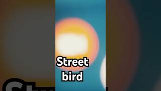 Street bird