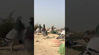 Racing pigeon training in Pakistan